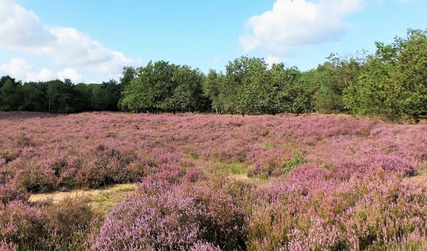 Referentiefoto natuurgebieden