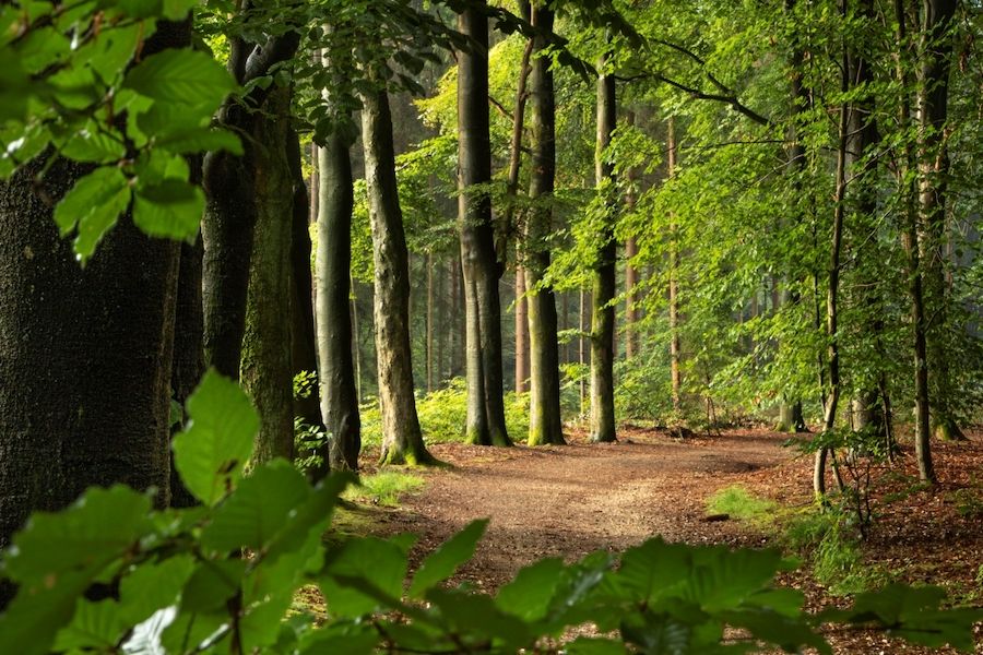 Referentiefoto natuurgebieden